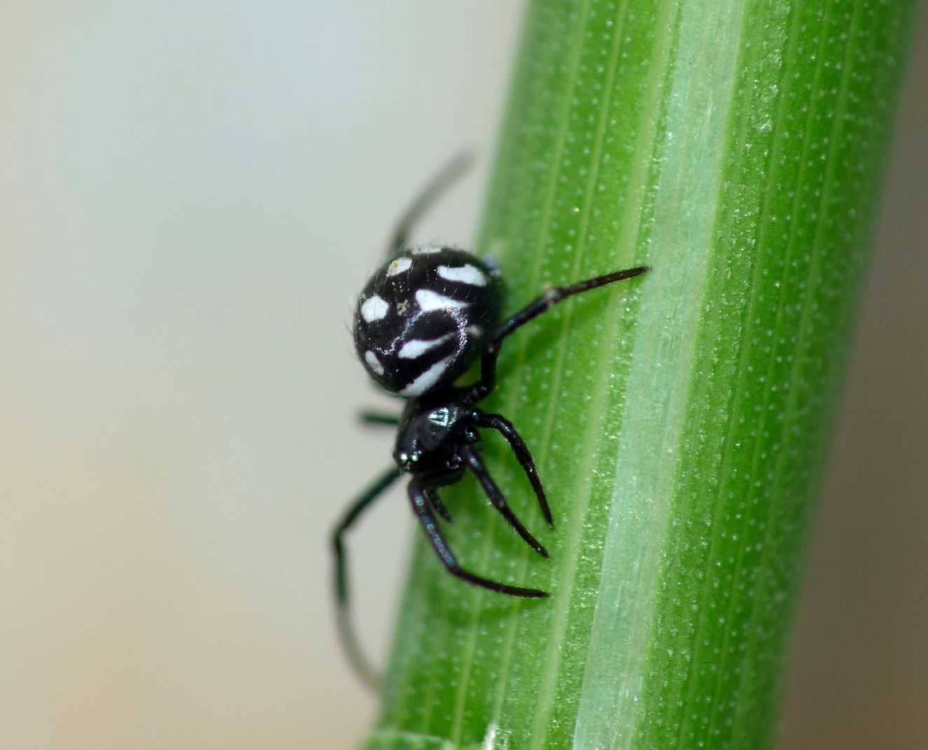 Latrodectus tredecimguttatus di Gallura